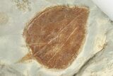 Fossil Leaf (Zizyphus) - Montana #201320-1